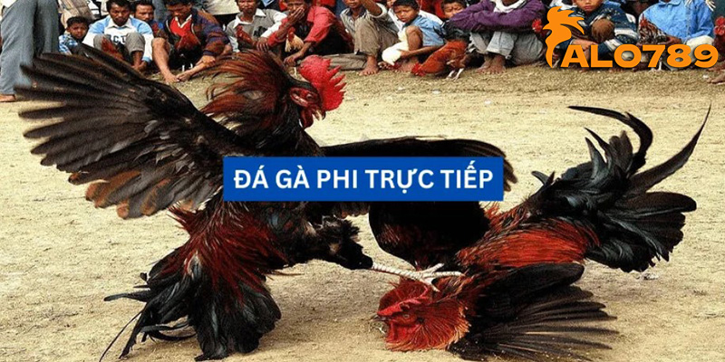 Đá Gà Alo789 - Hấp Dẫn Từng Giây Với Chọi Gà Cựa Dao